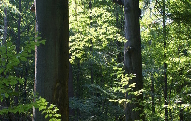 Pomnik przyrody: buki w leśnictwie Lubienia 1