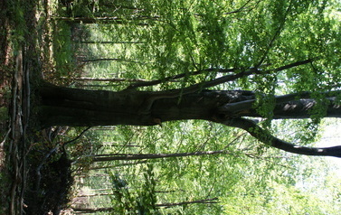 Pomnik przyrody: buki w leśnictwie Lubienia 3