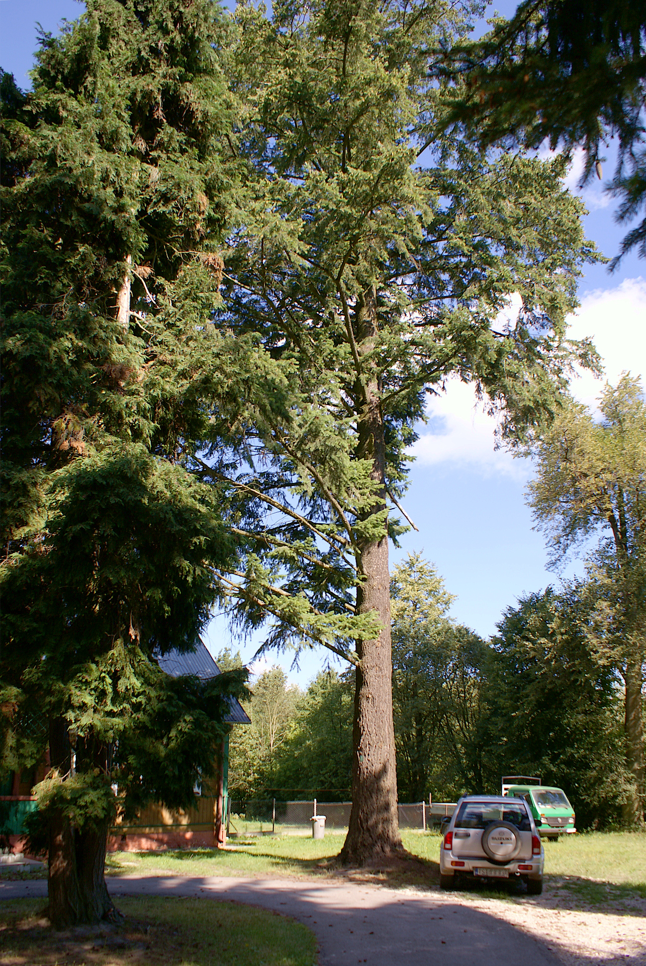 Daglezja zielona (jedlica Douglasa,  pseudotsuga menziesii) stanowi jedno z największych drzew pozostałych po parku dworskim w Gębicach. Obwód: 311cm, wysokosc: 27m. Rośnie przy siedzibie Lesnictwa Godów.