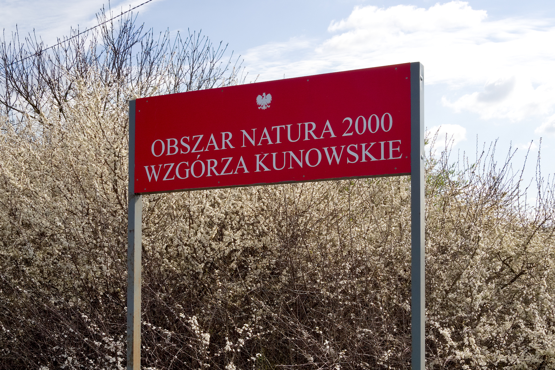 Na tle kwitnącej tarniny, czerwona tablica z białym napisem "Obszar Natura 2000 - Wzgórza Kunowskie".