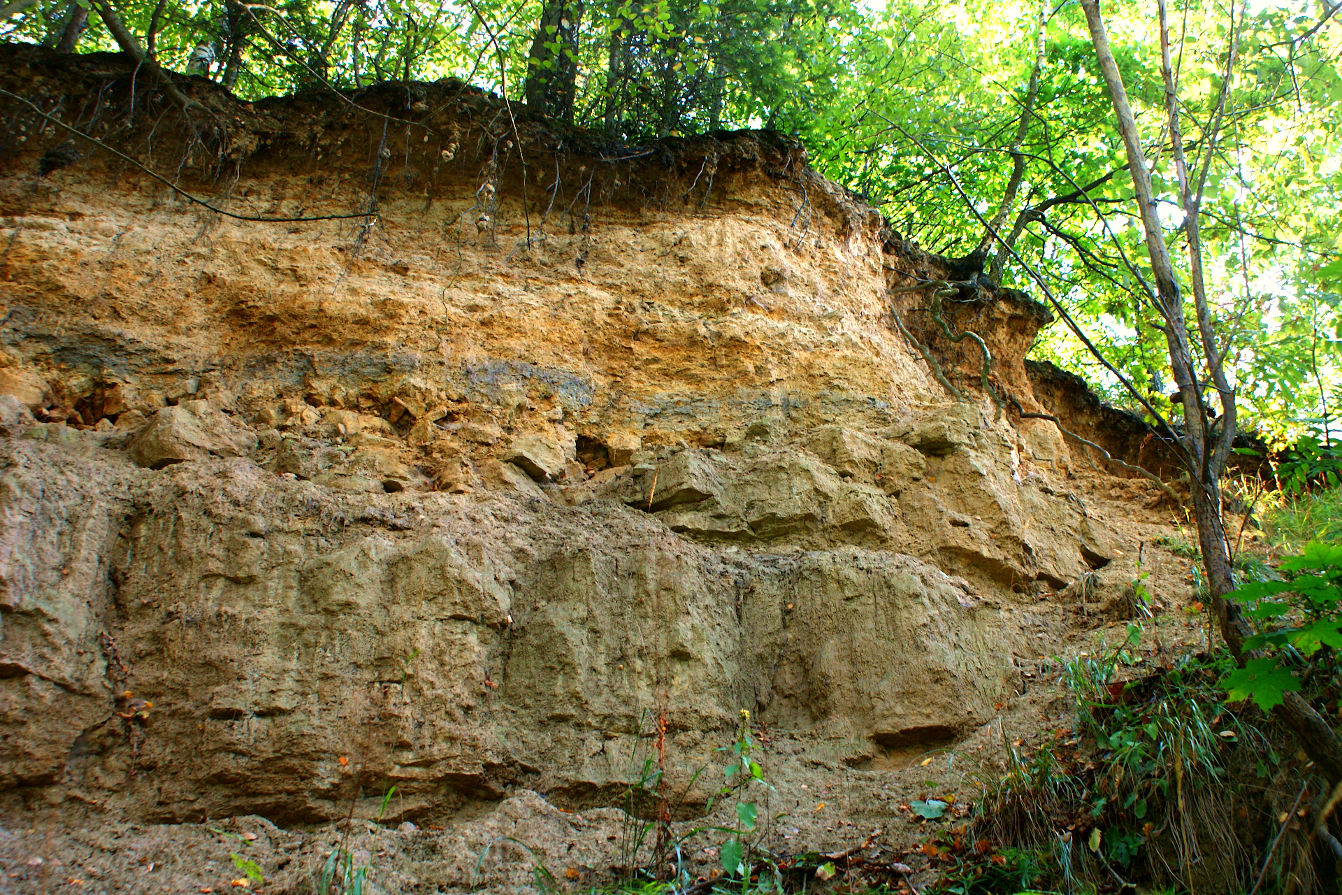 Odsłonięcie geologiczne w Młynku (gmina Brody). Widać tam styk osadów najwyzszego liasu (jura dolna) i najnizszego doggeru (jura srodkowa). Wyróżnia się tu aż osiem warstw skalnych.