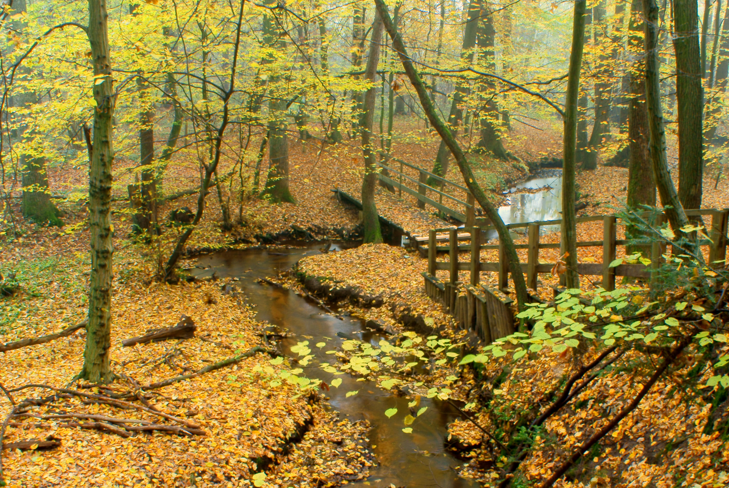 Rezerwat "Rosochacz" w Lubieni - jesienny widok na mostek na rzeczce Świętojance.