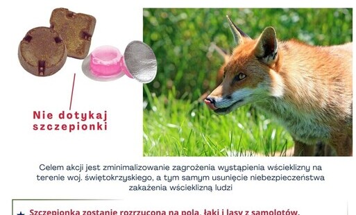 Zdjęcie do Szczepienie lis&oacute;w przeciwko wściekliźnie w wojew&oacute;dztwie świętokrzyskim