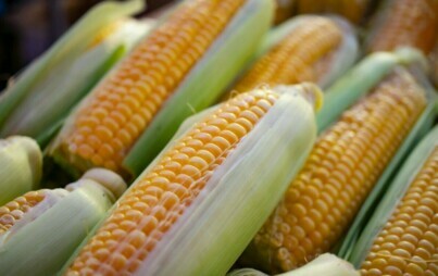Dyrektor Świętokrzyskiego Oddziału Regionalnego – Piotr Żołądek uprzejmie informuje, że Biura Powiatowe ARiMR przyjmują wnioski od producentów kukurydzy poszkodowanych w wyniku trudnej sytuacji w związku  z ograniczeniami na rynku rolnym spowodowanymi agr